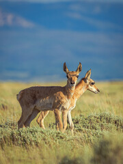 Naklejka na ściany i meble pronghorn antelope twins
