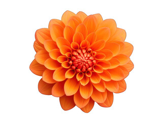 orange flower isolated on transparent background, transparency image, removed background