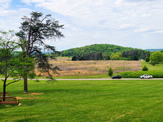 Serene Rural Landscape with Pine Tree and Bench, Kentucky