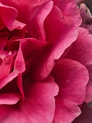 Closeup macro photography of the delicate and soft dark pink petals of a flower.