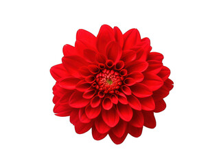 red flower isolated on transparent background, transparency image, removed background