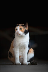Cute cat sitting on the floor, selective focus on its eye