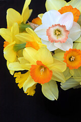 Bouquet of yellow daffodils with orange centers on black background