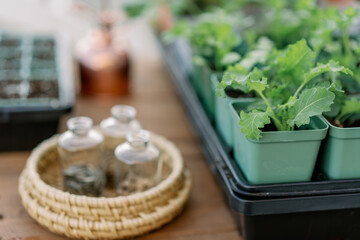 Garden scene, seedlings in pots, glass jars with seeds, organic and natural