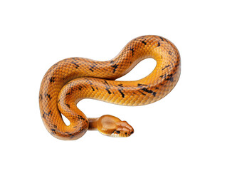 snake isolated on transparent background, transparency image, removed background