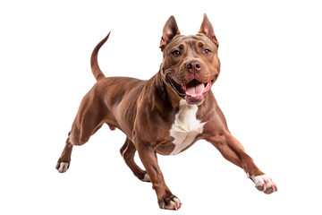 american pitbull terrier dog on a transparent background