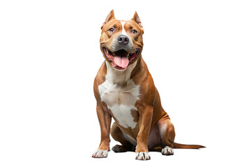 american pitbull terrier dog on a transparent background