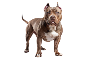 american pitbull terrier dog on a transparent background
