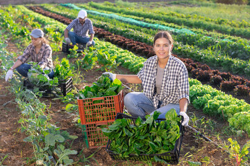 Farmer girl harvests acelga in field, performs agricultural work in subsidiary farm. Female worker...