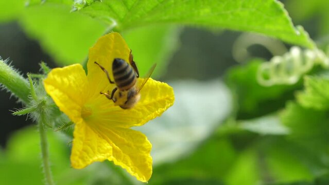 Bee collects nectar and honey from yellow flower, which serves as their arena for laborious performance. Wings move briskly against green leaves in background, as they produce honey. Sunny day