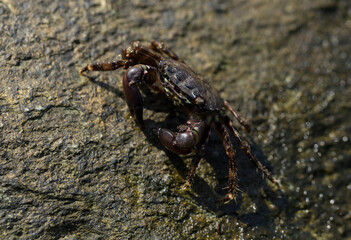 Pachygrapsus marmoratus is a species crab, sometimes called the marbled rock crab or marbled crab. Black Sea. Crab in the stones.