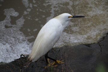 ave garça branca pequena -  Egretta thula