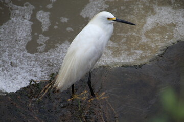 ave garça branca pequena -  Egretta thula