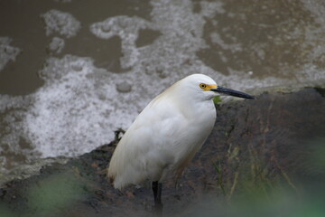ave garça branca pequena -  Egretta thula