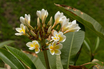 Plumeria (frangipani), is a genus of flowering plants Rauvolfioideae, of the family Apocynaceae.