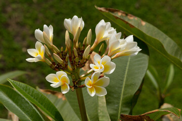 Obraz premium Plumeria (frangipani), is a genus of flowering plants Rauvolfioideae, of the family Apocynaceae.