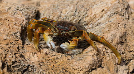 Grapsus albolineatus is a species of decapod crustacean in the family Grapsidae. Crab, on a reef rock. Fauna of the Sinai Peninsula.