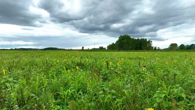 Aerial Tracking Shot of Expansive Sunflower Fields in Elkhart