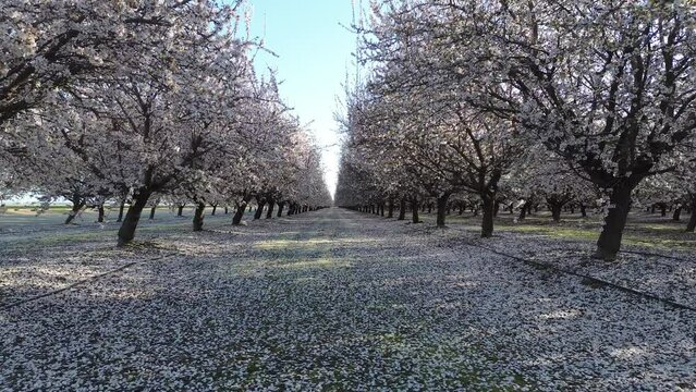 Between Almond trees - Blossom Trail, Fresno, California