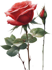 Colorful rose with leaves clipart.