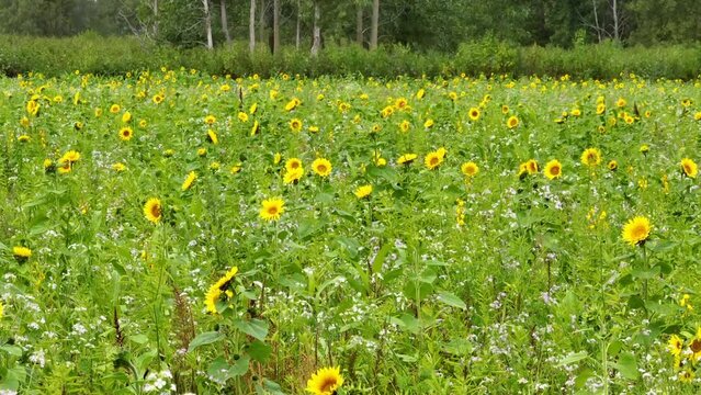 Aerial Fly Through Over Lush Sunflower Field in Elkhart