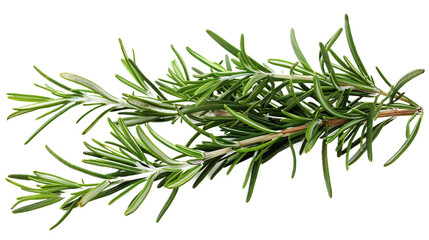 sprig of rosemary, often used for its memory-enhancing effects