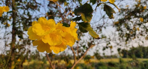 Yellow trumpet flower, high angle view blue sky.