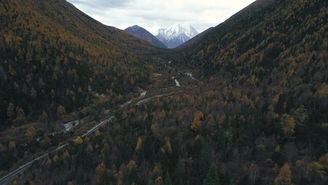 autumn forest in the mountains with snow peak 