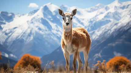 Lichtdoorlatende rolgordijnen Antilope llama in the mountains