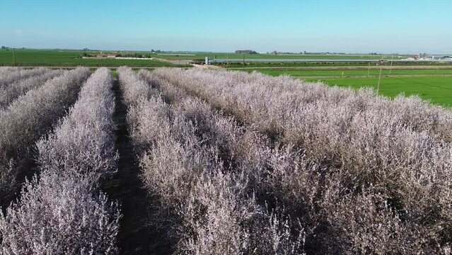 Almond orchard from bird's view - Blossom Trail, Fresno, California