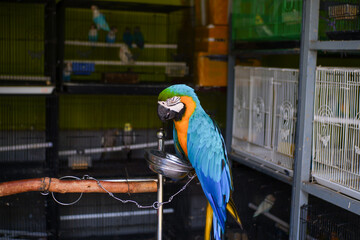 blue and yellow macaw