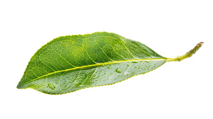 Tea Tree Leaf isolated on white transparent background