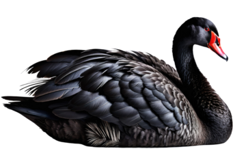 Black swan, center of frame, contrast against pure white background, detailed texture of glossy plumage, graceful curve of neck visible, reflection beneath creating sense of depth, high-resolution