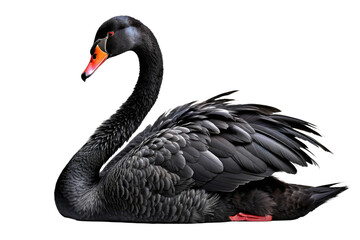 Black swan, isolated on white background, feathers glistening with a subtle sheen, neck gracefully arched, reflecting elegance, high key lighting, image quality suitable for stock photography