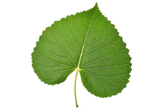 Green leaf, full body, isolated, high-quality stock photo, white background, textural details of the veins and edges evident, soft shadow beneath indicating light source above, natural light