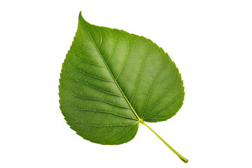 Obraz premium Single leaf, full body, isolated, high-quality stock photograph, white background, soft shadows enhancing its texture, macro shot revealing intricate patterns on the surface, green, lush, detail-focus
