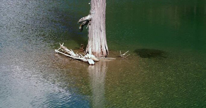 autumn sunny day, one old dry tree trunk stand in the clean water with wind blowing ripple at Siguniang Mountain Sichuan China