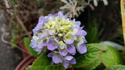 Hydrangea flowers in the garden