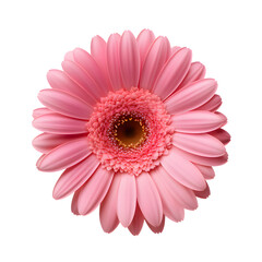 Beautiful pink gerbera flower isolated on white and transparent background