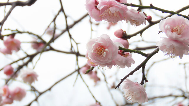 ''Gofuku Weeping Plum'' Plum blossom with pink petals in full bloom