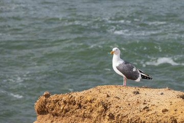 Seagull on a rock overlooking the ocean