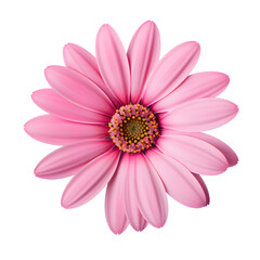 Obraz premium Beautiful pink gerbera flower isolated on white and transparent background