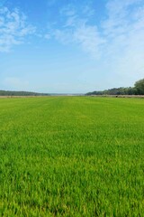 Fototapeta premium Rice fields plantations landscape located on Carrasqueira village, Comporta Portugal
