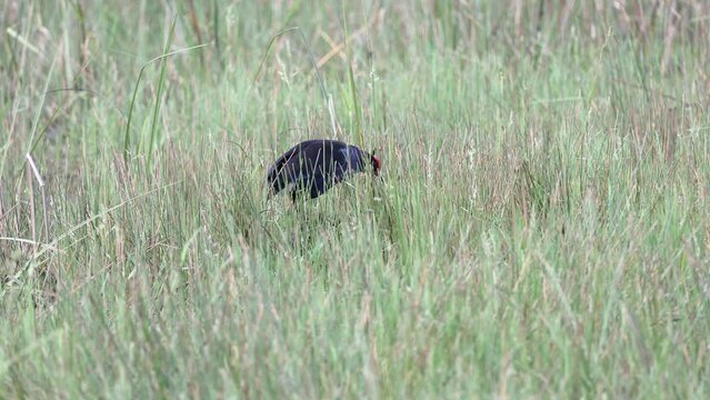 Nature wildlife footage of Pair Black-faced Swamphen hiding on paddy field