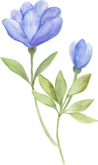 Watercolor blue flowers