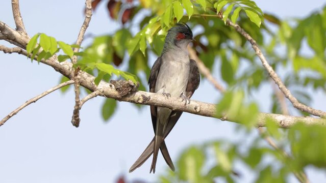 Nature wildlife image of Grey-rumped Treeswift perching on tree branch