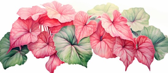 Spotted begonia leaves depicted in watercolor on a white background