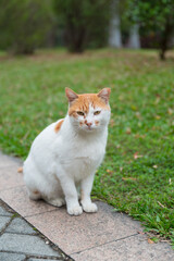 Obraz premium Kitten sitting on grassy parkland