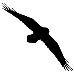 Obraz premium A soaring bird silhouette