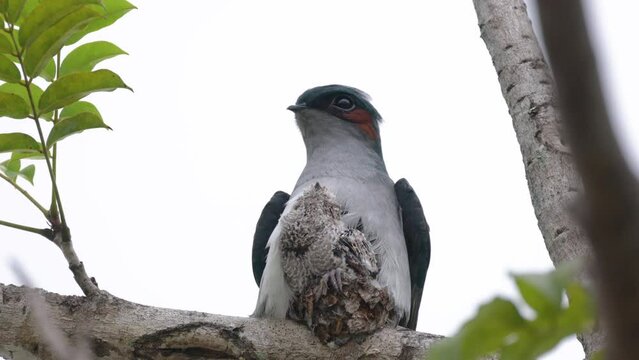 Nature wildlife image of Grey-rumped Treeswift perching on tree branch